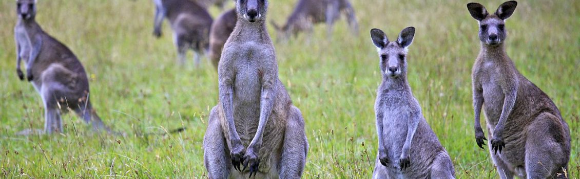 Kangaroo and Deer Management