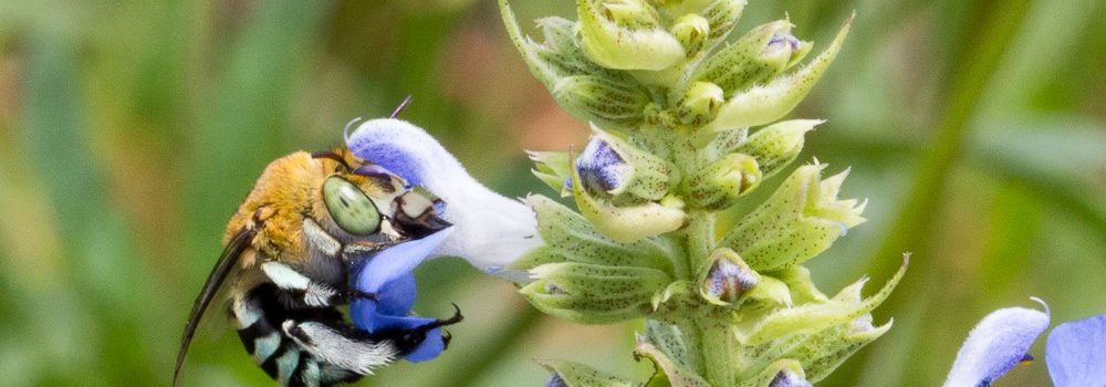 Pollinator Pods & Belts – Create your own